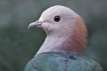 Obraz premium Bronzefruchttaube mit grünem Hintergrund, Ducula aenea
