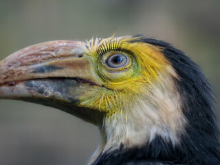 Portrait vom Sulawesi Hornvogel, auch Celebes Tariktikhornvogel, Rhabdotorrhinus exarhatus sanfordi