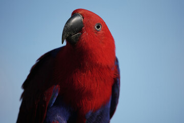 Portrait vom roten Weibchem vom Edelpapagei, Hintergrund blauer Himmel, Eclectus roratus
