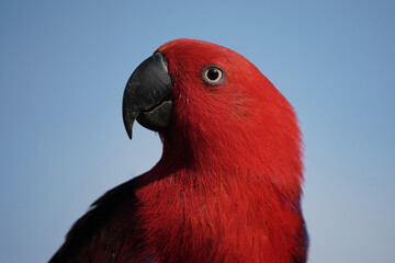 Portrait vom roten Weibchem vom Edelpapagei, Hintergrund blauer Himmel, Eclectus roratus