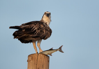 Osprey with fish on electric pole at Hawar island of Bahrain