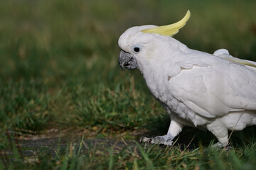 ein Gelbhaubenkakadu geht auf einer wiese, Cacatua galerita