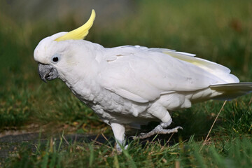 ein Gelbhaubenkakadu geht auf einer wiese, Cacatua galerita