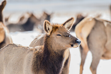 Female elk in winter