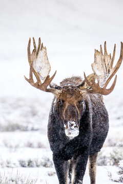Bull Moose in a snowstorm