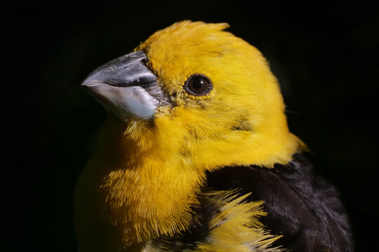 Gelbkopf Kernknacker aus Mittelamerika als Portrait vor dunklem Hintergrund, Pheucticus chrysopeplus