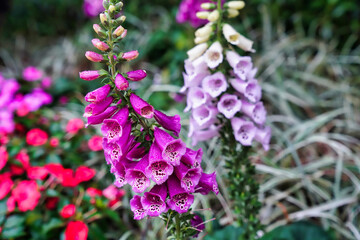 digitalis purpurea is a perennial herbaceous plant