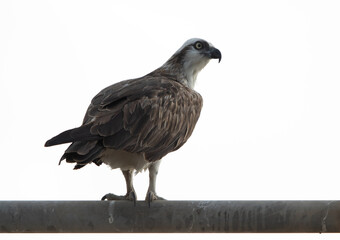 Osprey on lamp post at Hawar island of Bahrain
