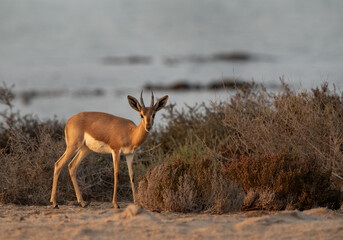 Arabian Rheem Gazelle at Hawar island of Bahrain