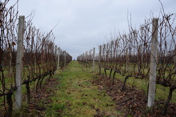 Winnica w bezśnieżną zimę, winorośl w grudniu