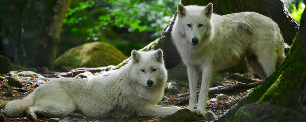 Panoramique couple de loups blancs d'Europe en forêt