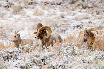 Naklejka premium Bighorn Sheep in winter