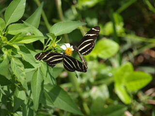 two black and yellow zebra butterflies