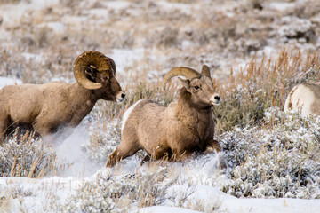 Two male Bighorn Sheep in winter