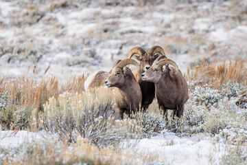 Obraz premium Bighorn Sheep huddle in winter