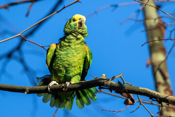 Gelbkopfamazone (Amazona oratrix)