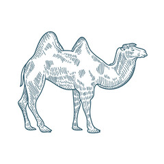 camel realistic character drawn style icon