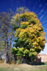 Naklejka premium Golden autumn. Beautiful view of the trees by the road on a sunny day.