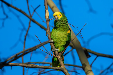 Gelbkopfamazone (Amazona oratrix)