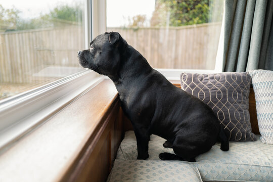 Staffordshire Bull Terrier Dog Sitting On A Bay Window Seat Inside A Home Looking Out Of A Double Glazed Window.