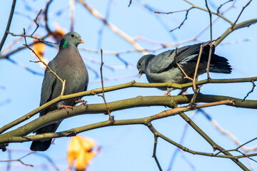 Hohltauben (Columba oenas)