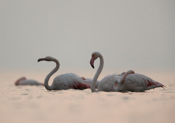 Greater Flamingos at Asker beach in the morning