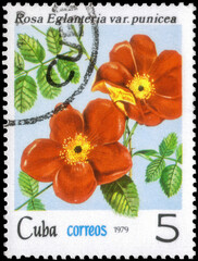 Postage stamp issued in the Cuba with the image of the Rosa rubiginosa var. punicea. From the series on Flowers - Roses, circa 1979