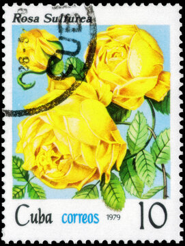 Postage stamp issued in the Cuba with the image of the Rosa hemisphaerica. From the series on Flowers - Roses, circa 1979
