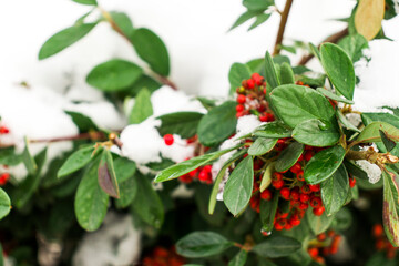 bush with red berries in the snow