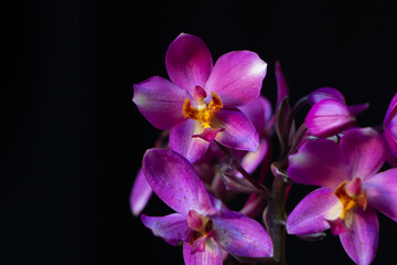 Fototapeta na wymiar Orquídea Spatoglotis Rosa