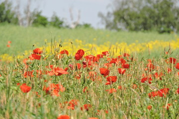 Pola Makowe , Poppy fields