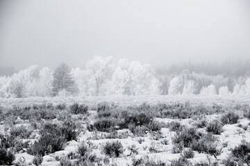 snow-covered trees in winter