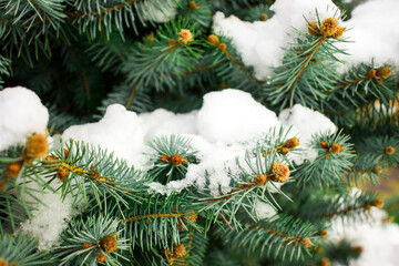 snow-covered spruce branch in the park close-up