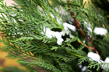 Fototapeta na wymiar snow-covered spruce branch in the park close-up