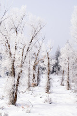Frosty forest in winter