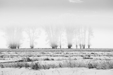Foggy morning in black and white