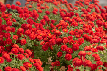 Red Autumn Mums at Farmers Market