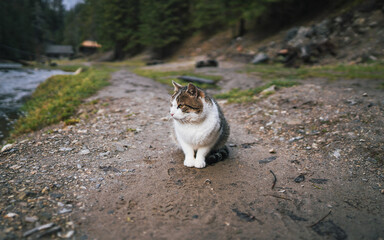 The cat looks to the side and sits on a winter lawn. Portrait of a fluffy gray cat with green eyes...