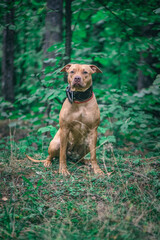 Portrait of an American Pit Bull Terrier in the autumn forest in the evening.