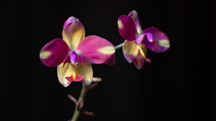 Fototapeta na wymiar Orquídea Spatoglotis Rosa e amarela