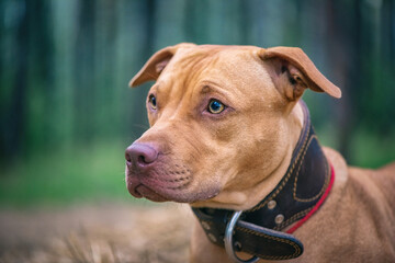 Portrait of an American Pit Bull Terrier in the autumn forest in the evening.