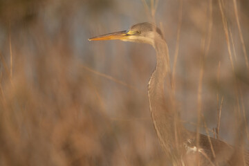 Grey Heron through a bush at Asker marsh, Bahrain