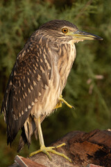 Juvenile Black-crowned Night heron at Asker marsh, Bahrain
