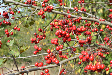 Ripened hawthorn berries