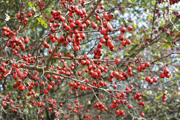 Ripened hawthorn berries