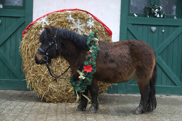 Christmas wreath wearing pony horse standing alone at rural animal farm at christmastime