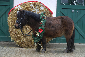 Christmas wreath wearing pony horse standing alone at rural animal farm at christmastime