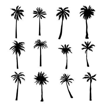 Set tropical palms and trees on white background. Vector illustration.