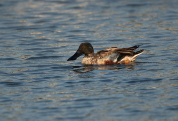 Northern Shoveler swimming at Tubli bay, Bahrain