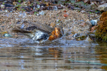 Rotkehlchen (Erithacus rubecula)